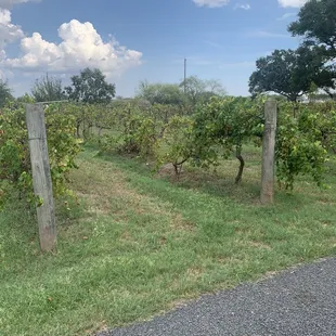 grape vines in a vineyard