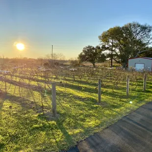 Sunrise over our small vineyard