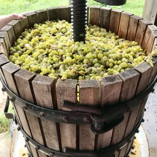 Processing Blanc du Bois. We make every drop of wine on our property...start to finish!  We do it all!