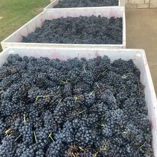 Texas Favorite grape ready to be processed!  The start of our "Lolita's Blush" wine!