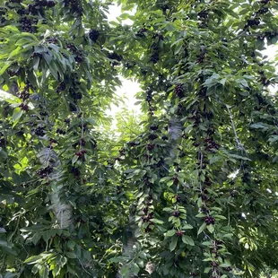 Lavagnino Orchards Cherry Stand