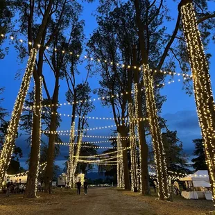 Walkway of tall trees and yes- more lights