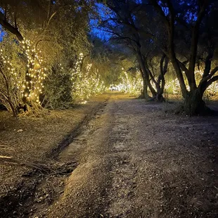 Beautiful walkway/mini trail