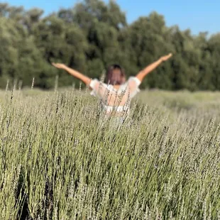 Fields &amp; fields of Lavender