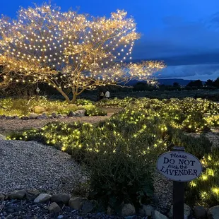 More lavender and lights