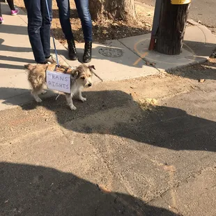 This doggo is awesome