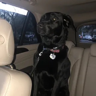 G.G. S.