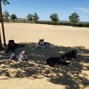 DOGs chillaxing under a tree on a.hot summer day in June.