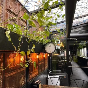 a plant hanging from the ceiling