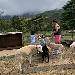 Petting and feeding goats