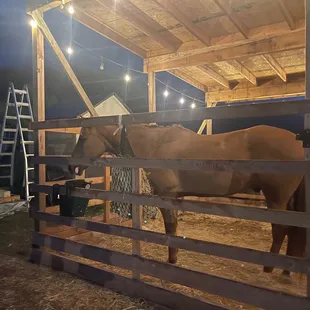 The stables are new and a great addition! Can&apos;t ride the horses yet but you can pet them and feed them.