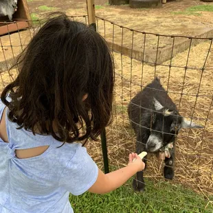 Feed goat