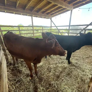Black one&apos;s name is Lilikoi and the brown one&apos;s name is Strawberry.