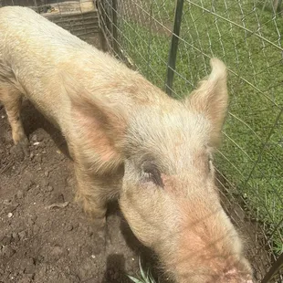 Peppa