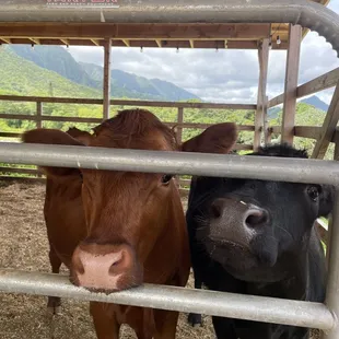 The cows, Strawberry and Lilikoi