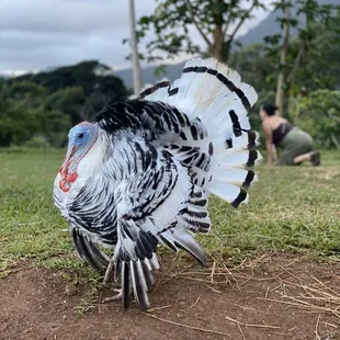 Chongy, our Pardoned turkey.