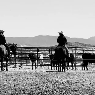 Come join Lawson's Ranch for one of several horse opportunities: trail rides, team roping, cow sorting, obstacles. All are welcome!