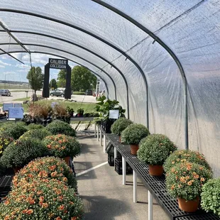 rows of potted plants