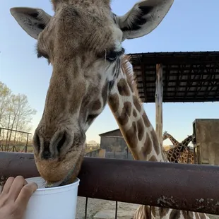 Giraffe