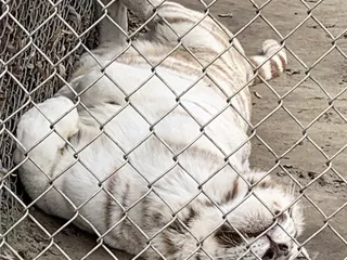 Tiger World