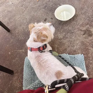 Chicken Dog Bowl