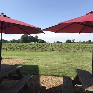 picnic tables and umbrellas overlooking a vineyard