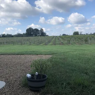 View from the patio.