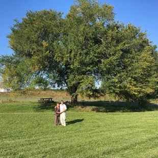 The lazy elm tree! :-)