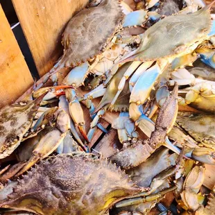 Live blue crabs before the boil