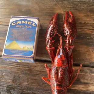 HUGE CRAWFISH!