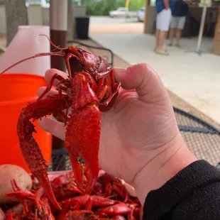 Crawfish