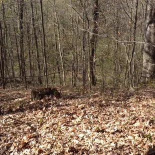 Taking a walk all the way in the back of Vintage Valley's woods