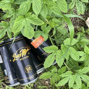 a can lying in the grass