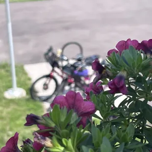 Flowers on deck that match my beautiful bike locked on the bike rack!