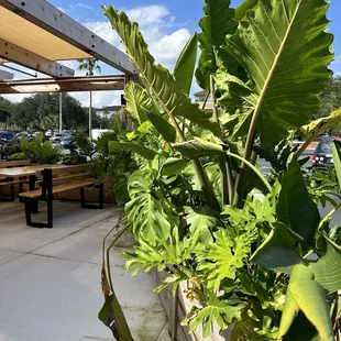 Outside foliage with plenty of seating