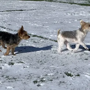 Riley &amp; Willow