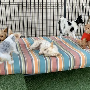 Pups