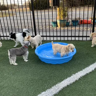 Pups
