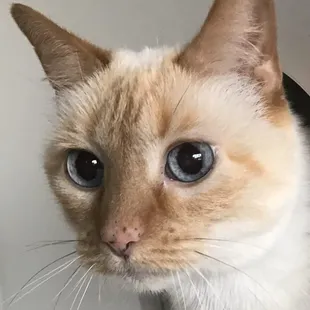 Kitty