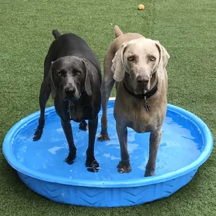Pups