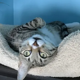Kitty