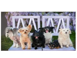Beloved Pet Nanny