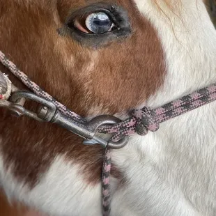 Mr. Patch, and awesome Horse to train with and ride. My big buddy.