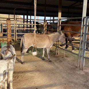 Mini donkey sooooo cute