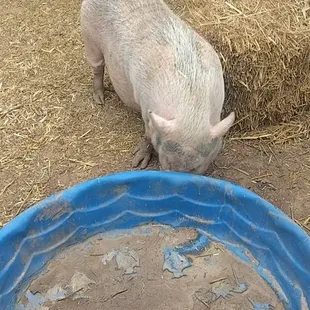 Where's the water,in 102 weather??