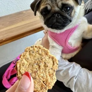 Dog Treat