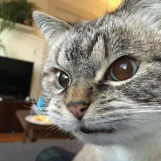 A W.