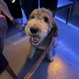 My dog Gus at Le Blanc