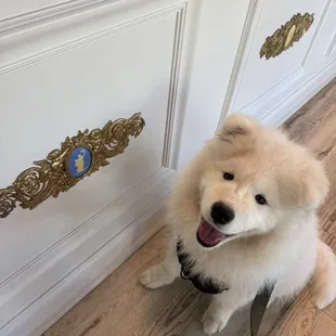 Obi-Wan Kenobi.   Well behaved are welcome. He is a service dog ‍ but they are pet friendly, so kind to bring out a water bowl even.