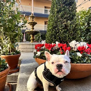 a french bulldog sitting in front of a fountain